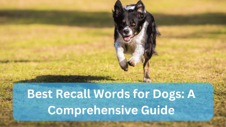 Best Recall Words for Dogs