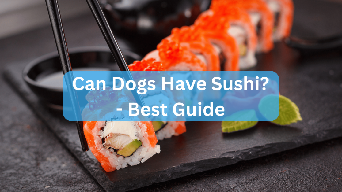 Can Dogs Have Sushi? - Best Guide