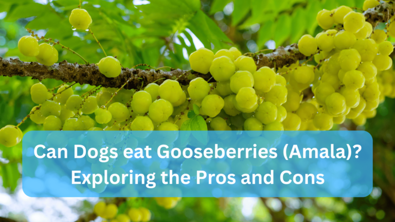 Can Dogs eat Gooseberries (Amala)?
