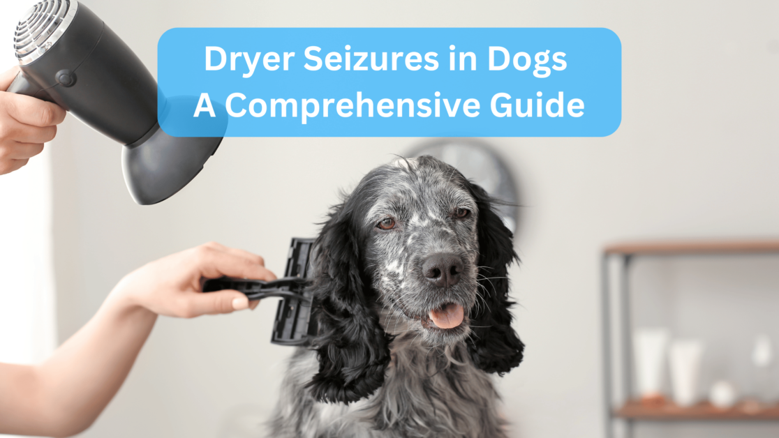 Dryer Seizures in Dogs - A Comprehensive Guide