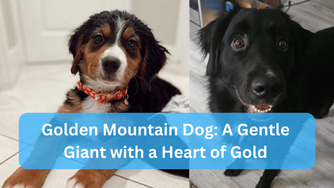 Golden Mountain Dog: A Gentle Giant with a Heart of Gold