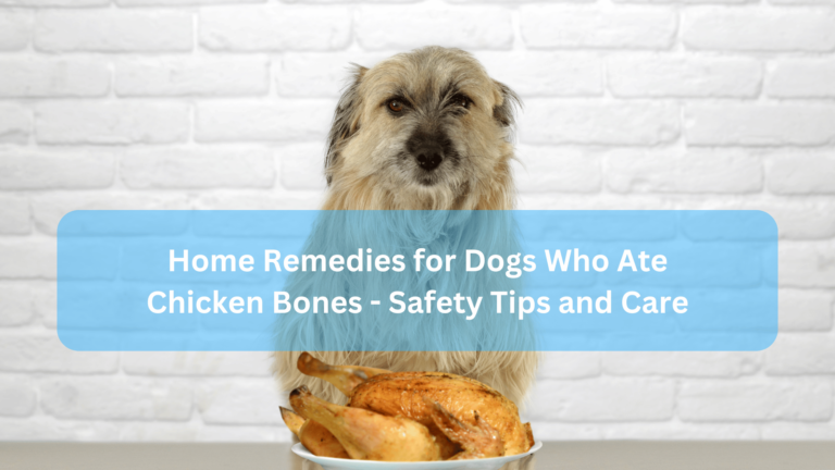 Home Remedies for Dogs Who Ate Chicken Bones