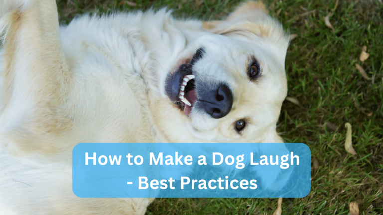 How to Make a Dog Laugh
