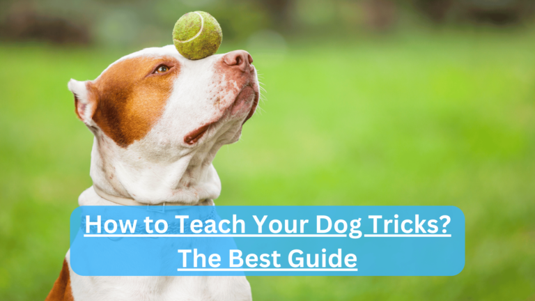 How to Teach Your Dog Tricks