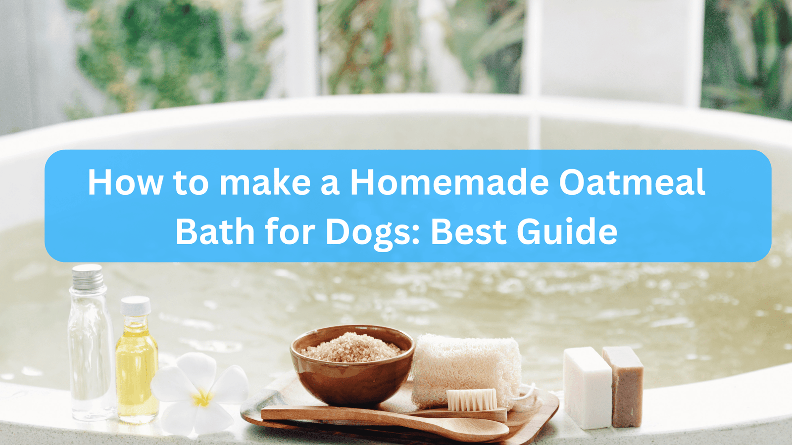 Oatmeal Bath for Dogs