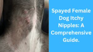 Spayed Female Dog Itchy Nipples