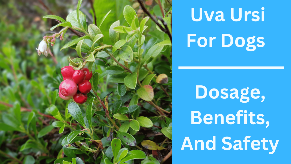 Uva Ursi for Dogs - Dosage, Benefits, and Safety