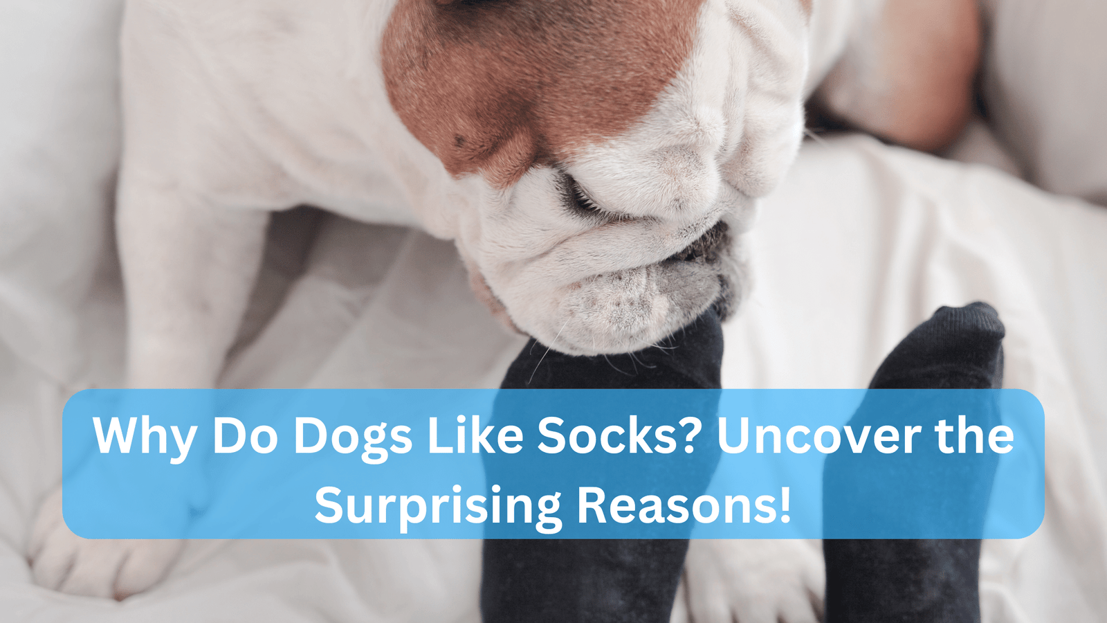 Why Do Dogs Like Socks? Uncover the Surprising Reasons!