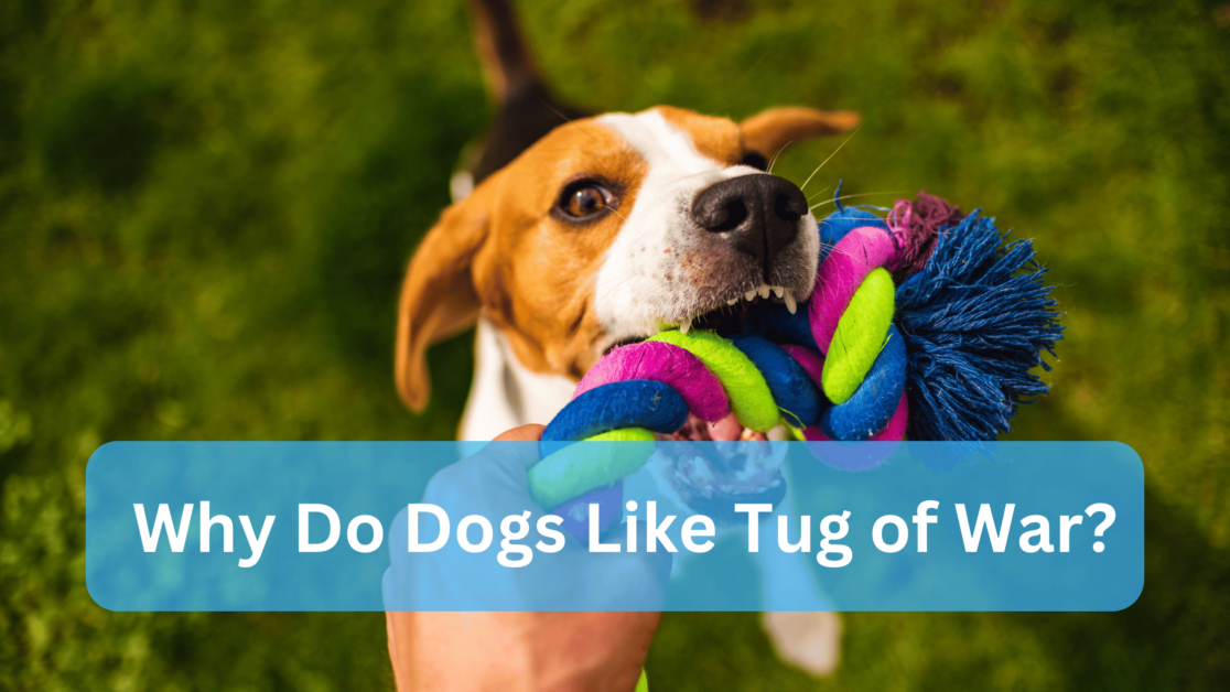 Why Do Dogs Like Tug of War?