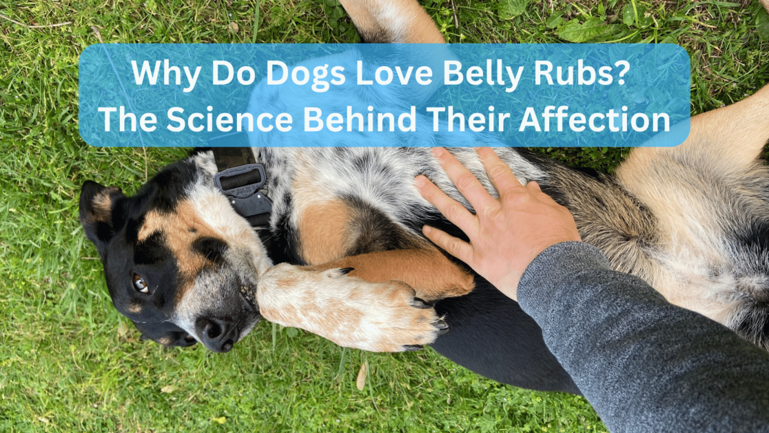 Why Do Dogs Love Belly Rubs? The Science Behind Their Affection