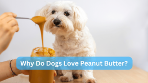 Why Do Dogs Love Peanut Butter?