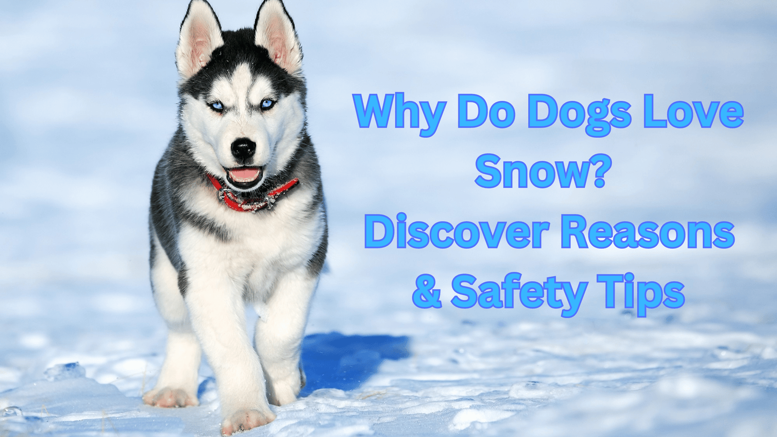 Why Do Dogs Love Snow? - Discover Reasons & Safety Tips