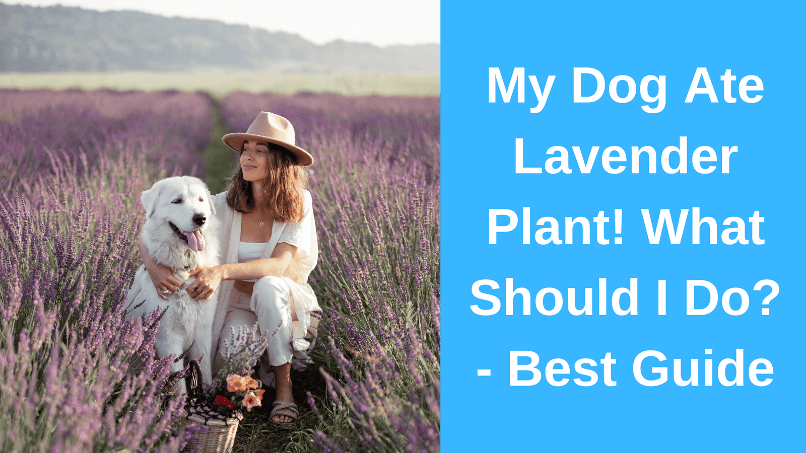 My Dog Ate Lavender Plant! What Should I Do? - Best Guide