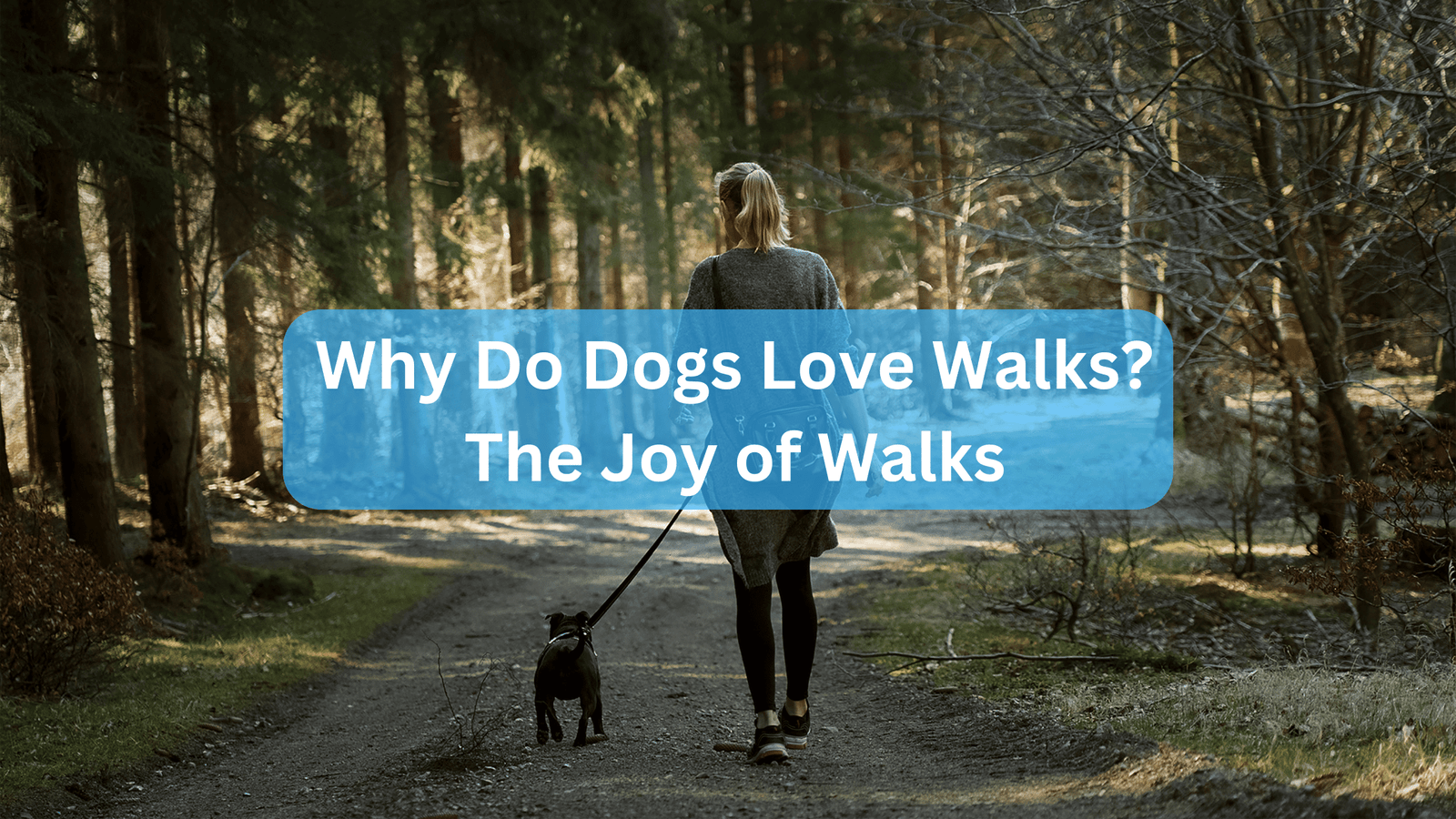 Why Do Dogs Love Walks? - The Joy of Walks