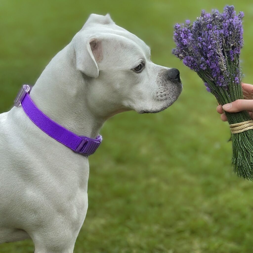 dog with lavender |