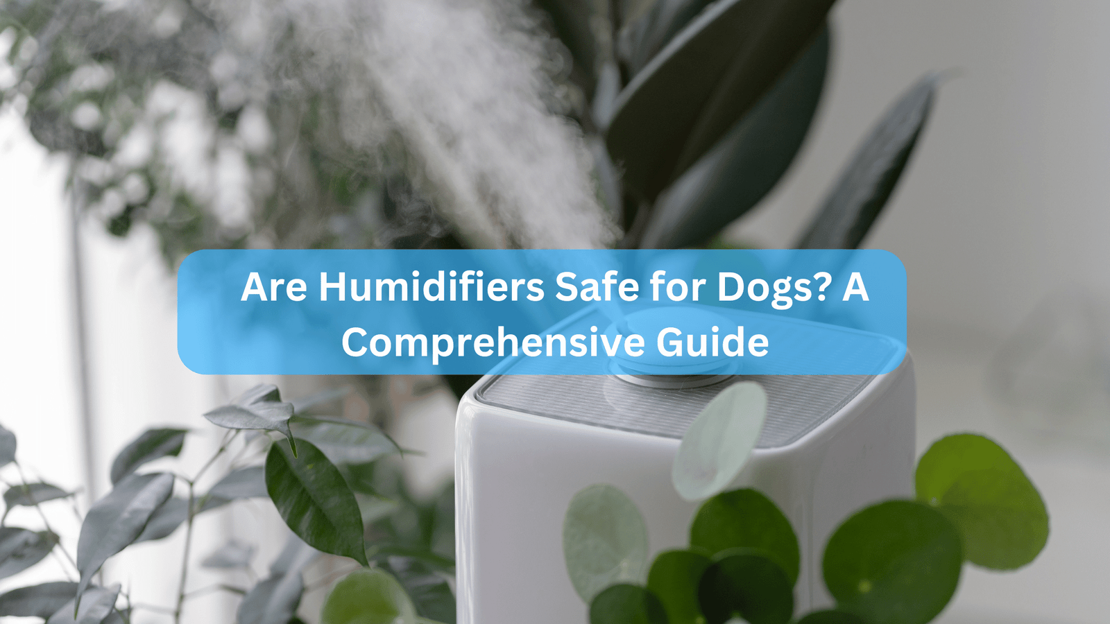 Are Humidifiers Safe for Dogs? A Comprehensive Guide