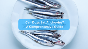 Can Dogs Eat Anchovies? A Comprehensive Guide