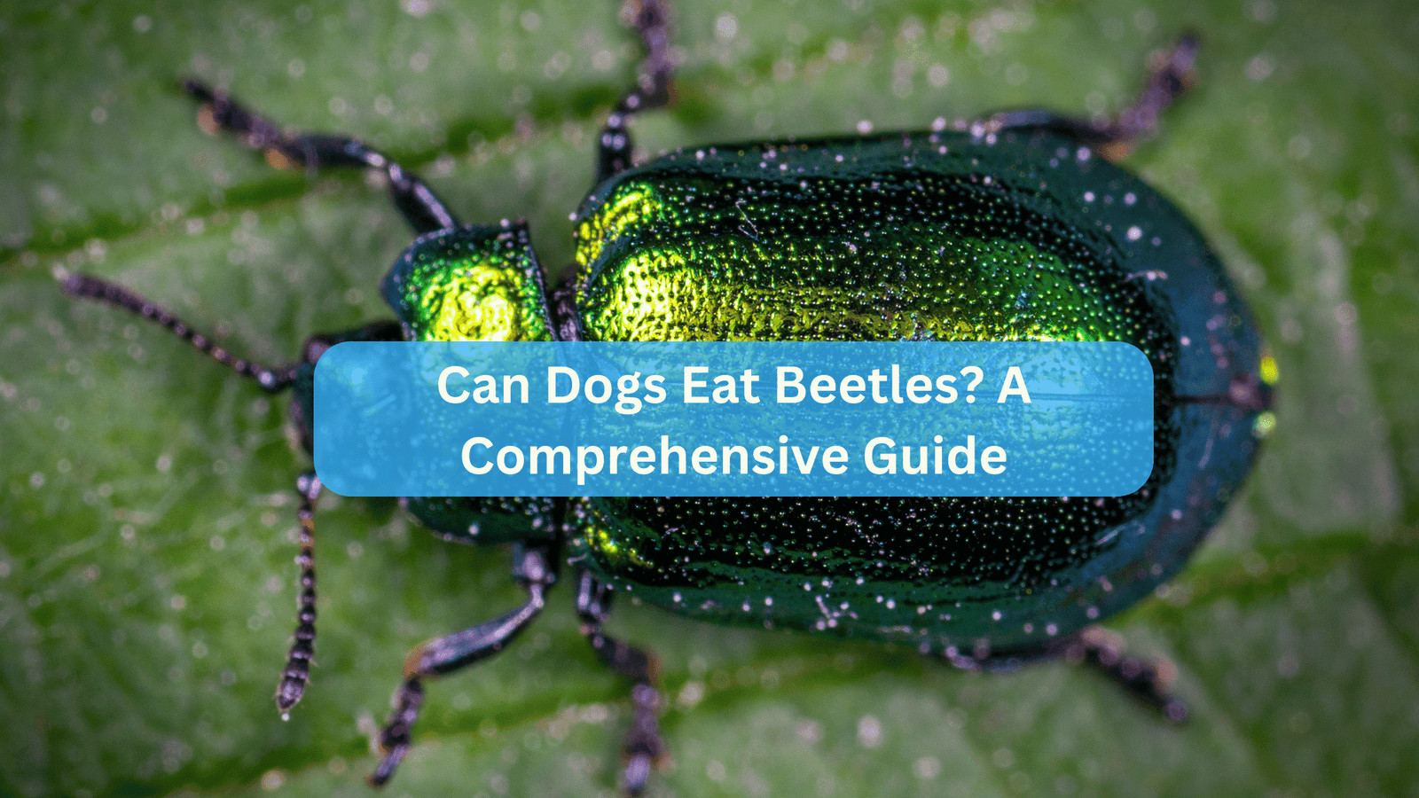 Can Dogs Eat Beetles