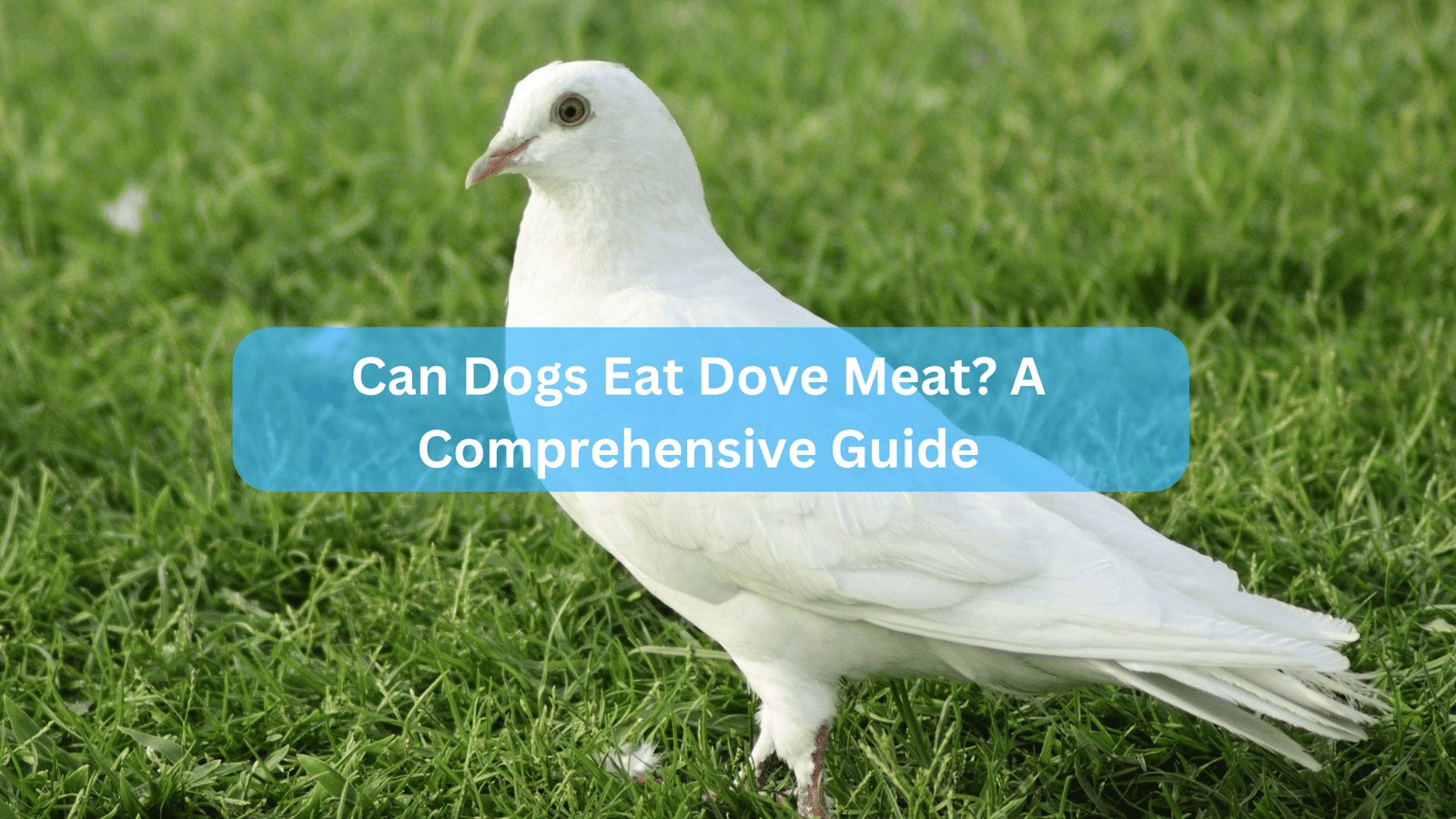 Can Dogs Eat Dove Meat? A Comprehensive Guide