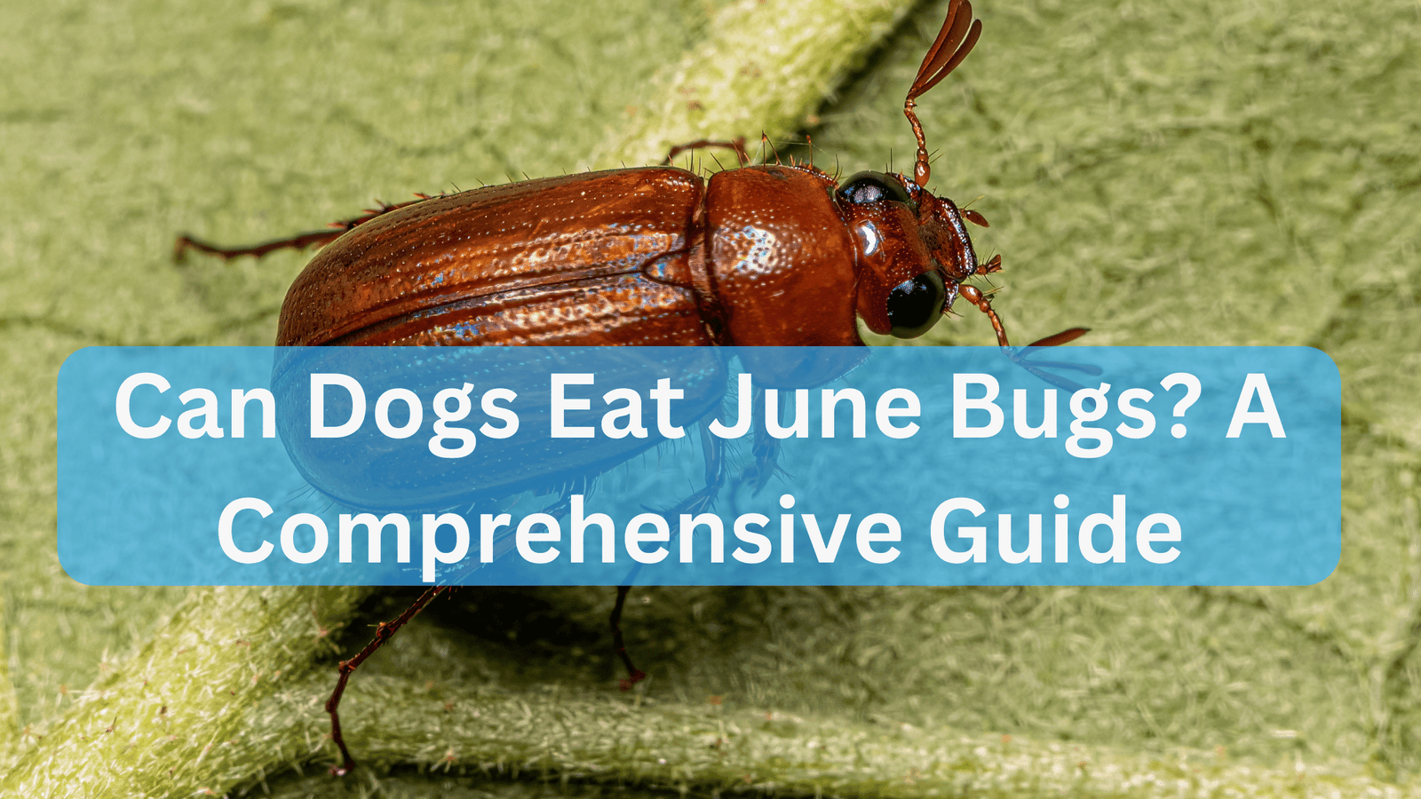 Can Dogs Eat June Bugs? A Comprehensive Guide