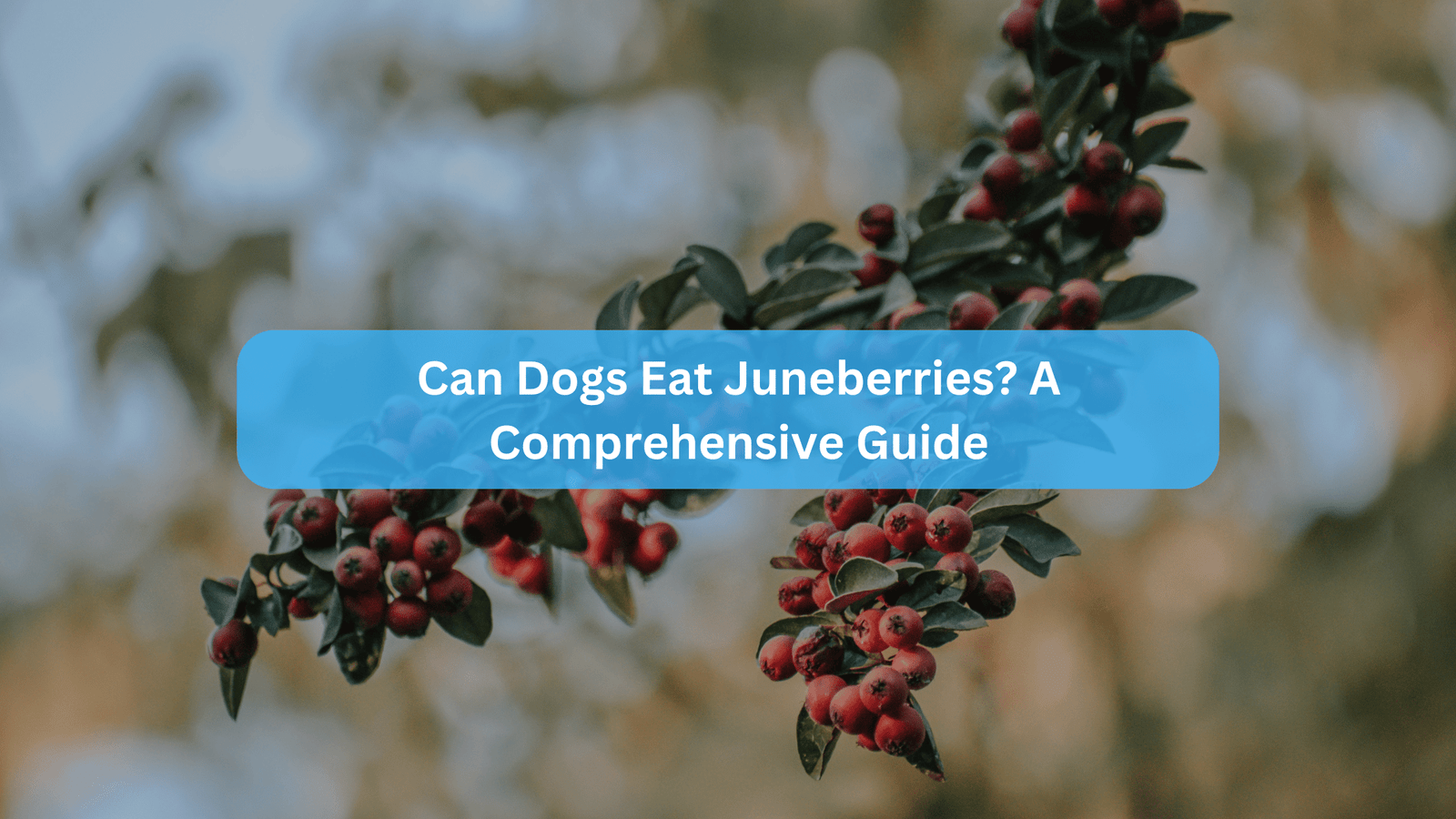 Can Dogs Eat Juneberries? A Comprehensive Guide