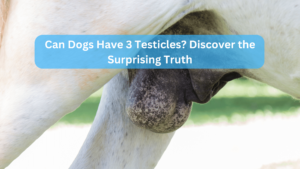 Can Dogs Have 3 Testicles? Discover the Surprising Truth