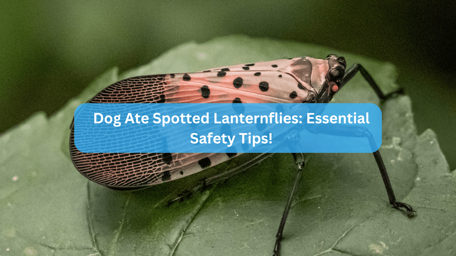 Dog Ate Spotted Lanternflies: Essential Safety Tips!