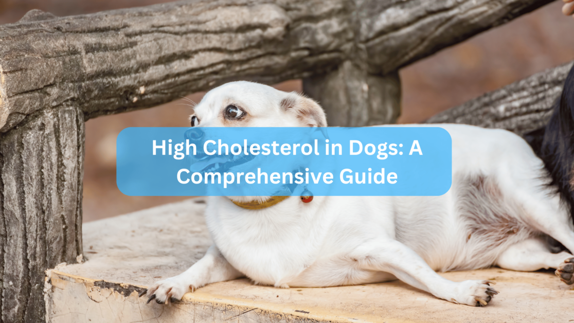 High Cholesterol in Dogs: A Comprehensive Guide