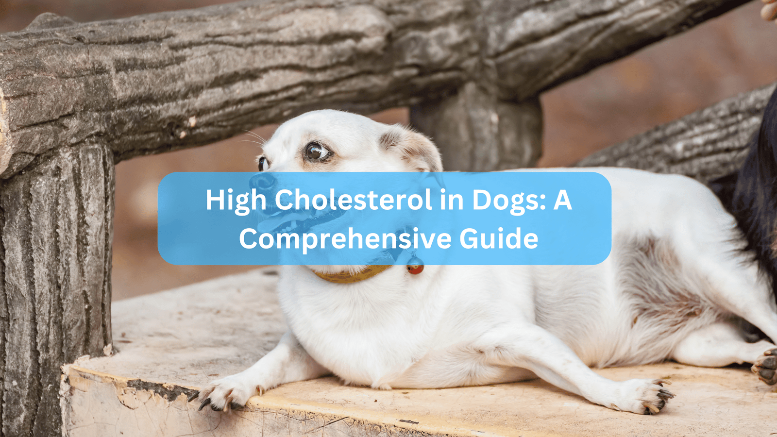 High Cholesterol in Dogs: A Comprehensive Guide