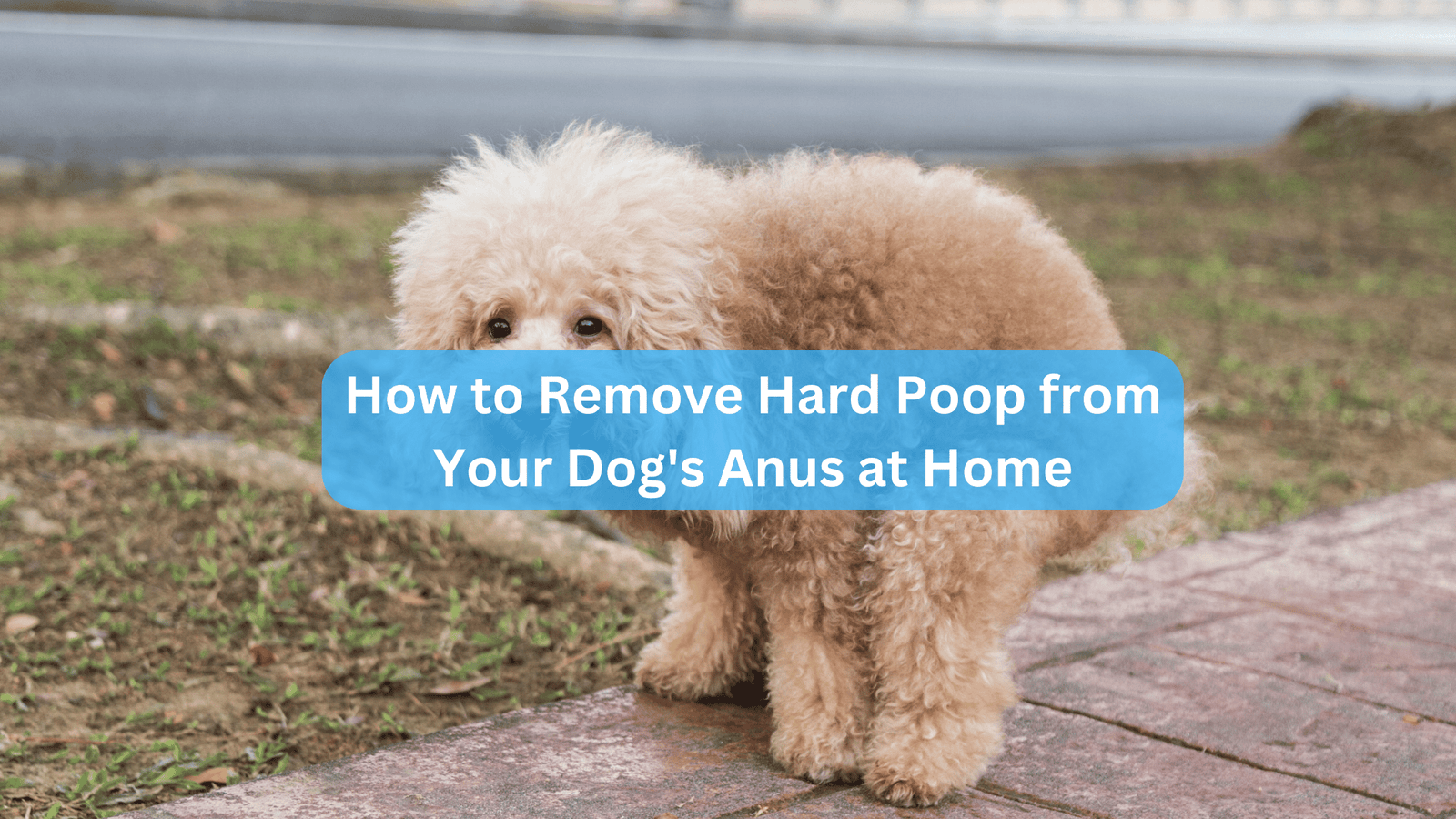 How to Remove Hard Poop from Your Dog's Anus at Home