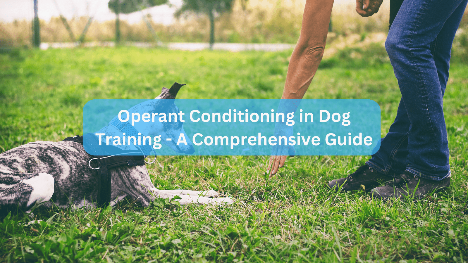 Operant Conditioning in Dog Training - A Comprehensive Guide