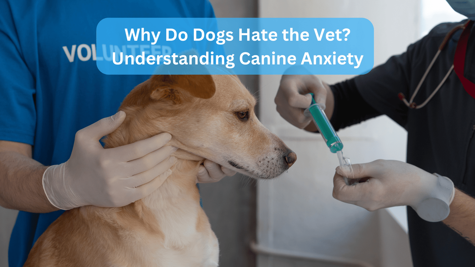 Why Do Dogs Hate the Vet? Understanding Canine Anxiety