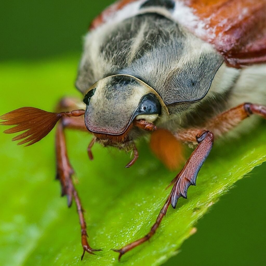 Can Dogs Eat Beetles?