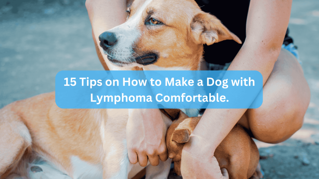 15 Tips on How to Make a Dog with Lymphoma Comfortable.