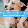 15 Tips on How to Make a Dog with Lymphoma Comfortable.