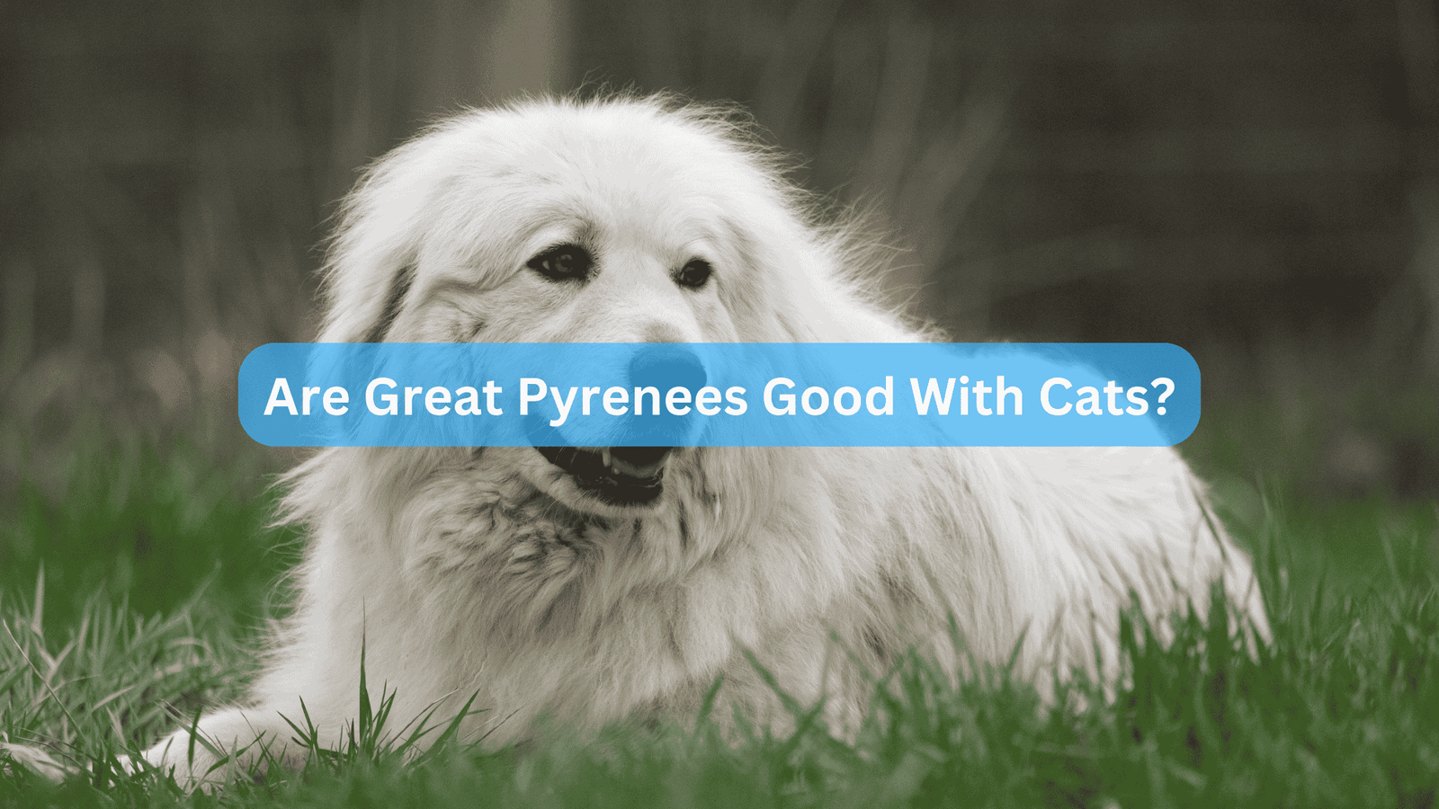 Are Great Pyrenees Good With Cats?