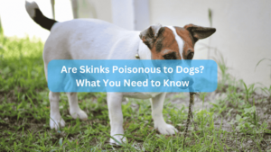 Are Skinks Poisonous to Dogs? What You Need to Know