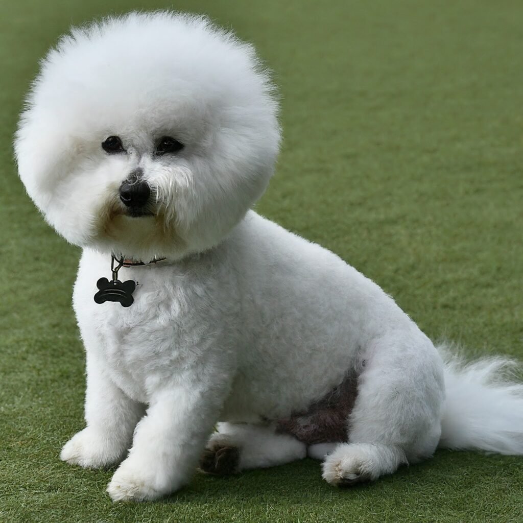 Bichon Frise |