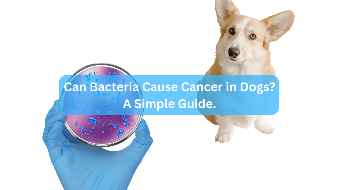 Can Bacteria Cause Cancer in Dogs? A Simple Guide.