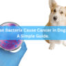 Can Bacteria Cause Cancer in Dogs? A Simple Guide.