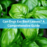 Can Dogs Eat Basil Leaves? A Comprehensive Guide