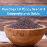 Can Dogs Eat Poppy Seeds? A Comprehensive Guide.