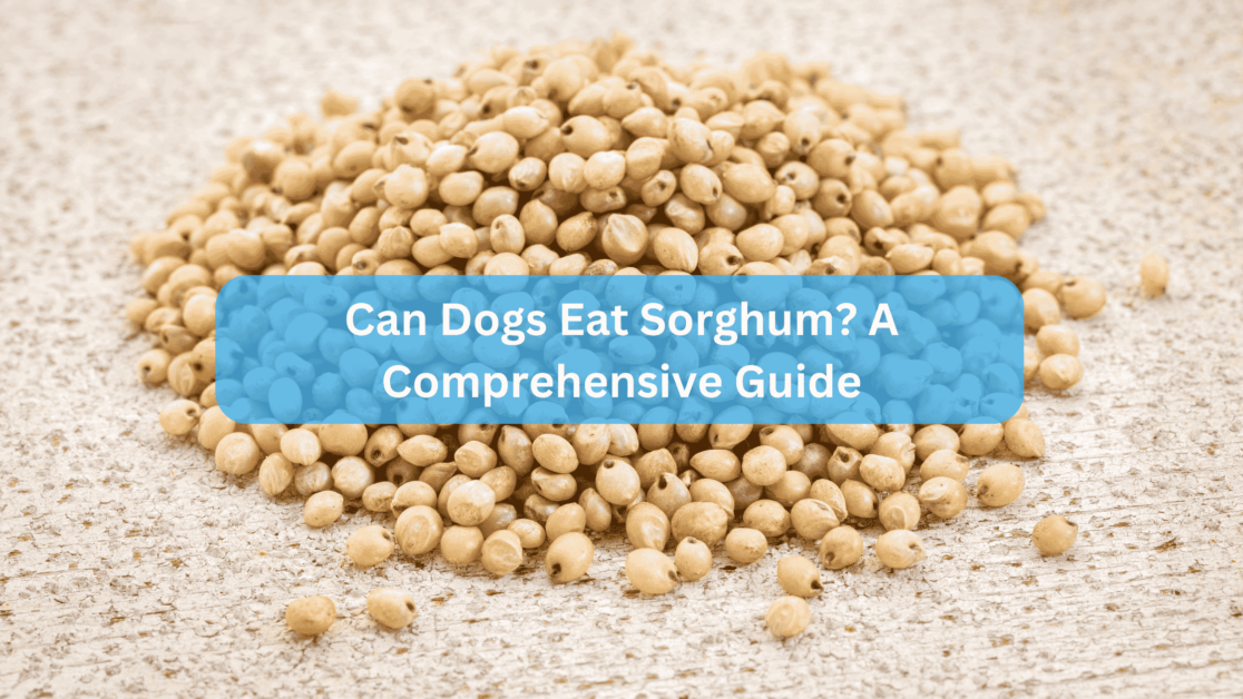 Can Dogs Eat Sorghum? A Comprehensive Guide