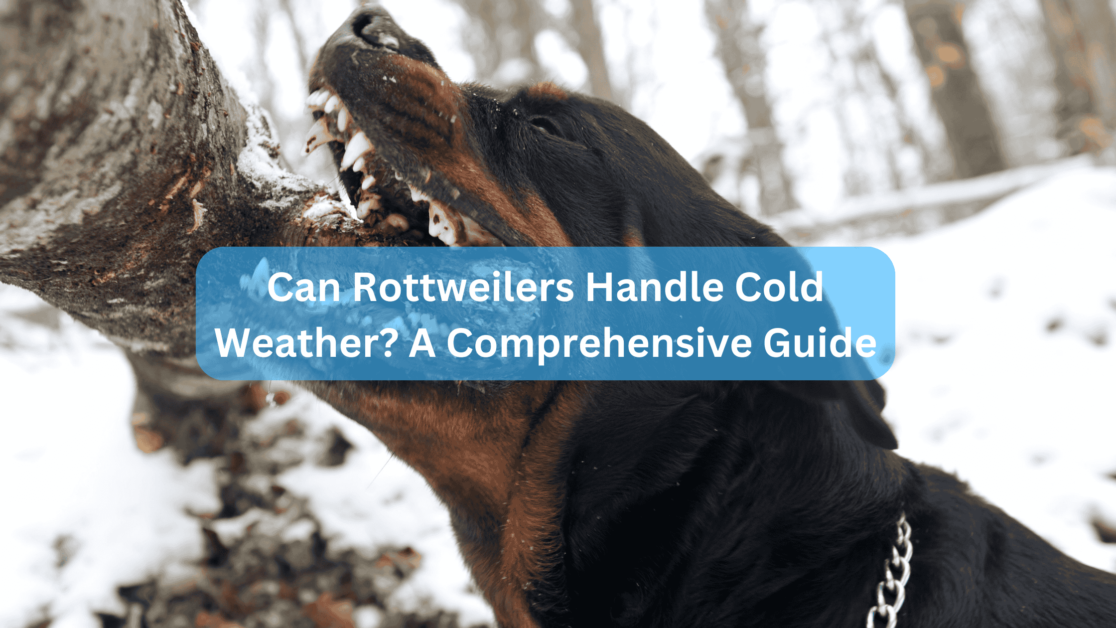 Can Rottweilers Handle Cold Weather? A Comprehensive Guide