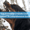 Can Rottweilers Handle Cold Weather? A Comprehensive Guide