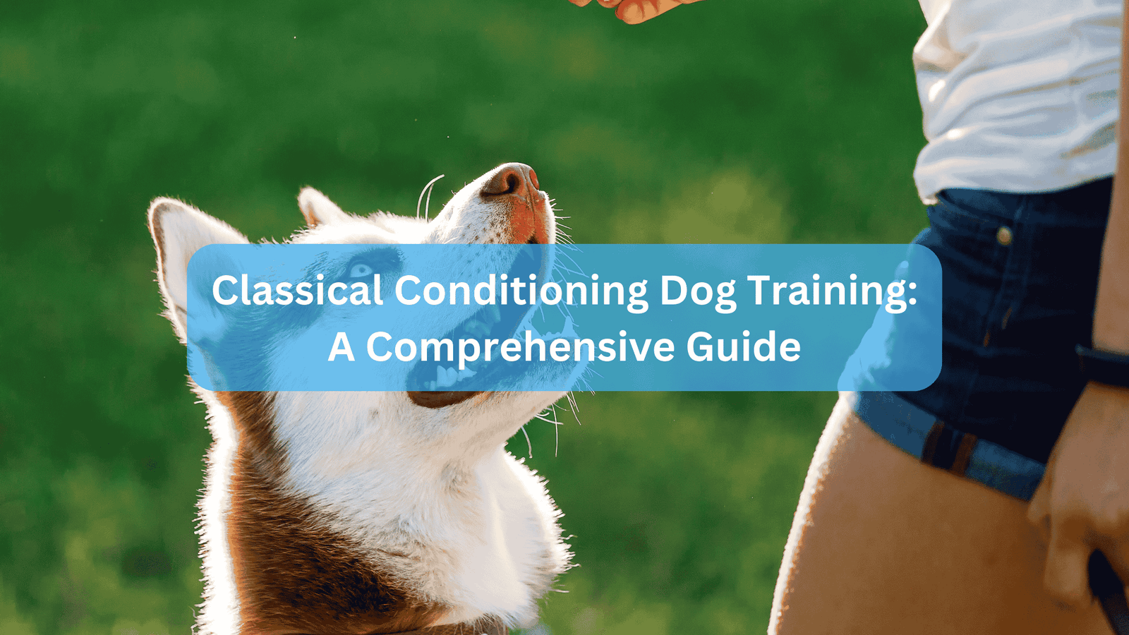 Classical Conditioning Dog Training: A Comprehensive Guide