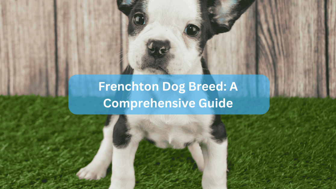 Frenchton Dog Breed A Comprehensive Guide