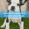 Frenchton Dog Breed A Comprehensive Guide