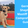 German Shepherd Mastiff Mix: A Comprehensive Guide