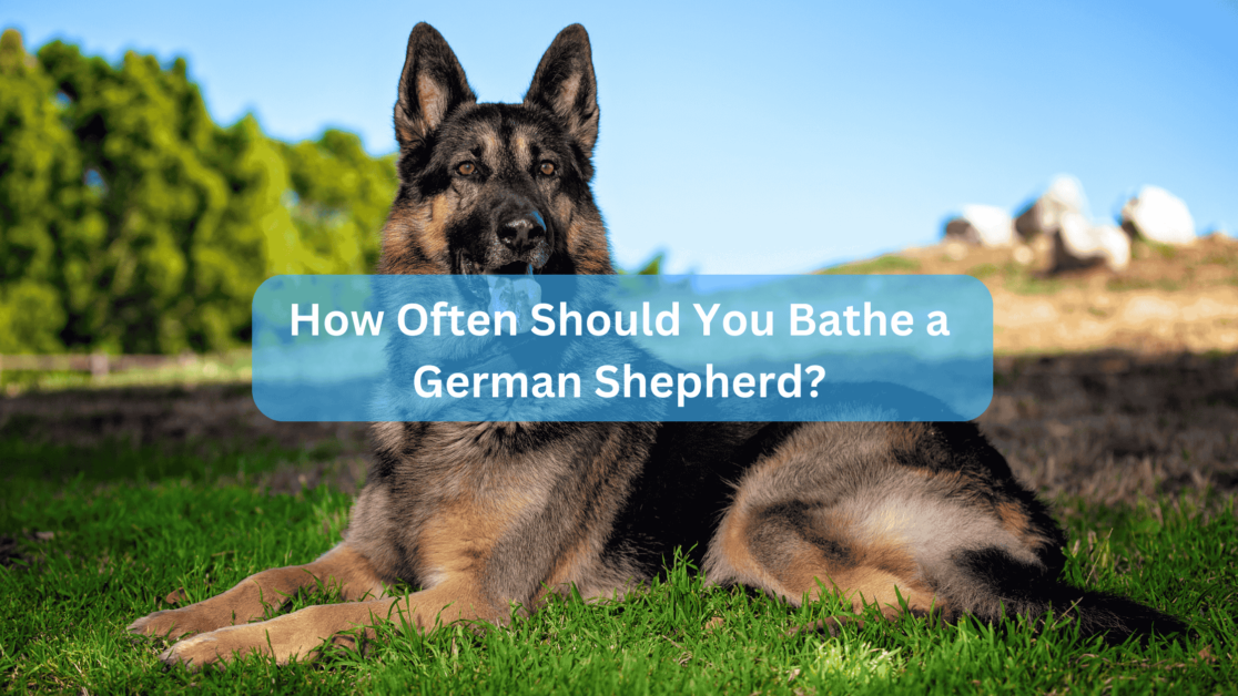 How Often Should You Bathe a German Shepherd? Best Guide.